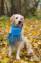Adorable golden retriever dog wearing blue scarf sitting on a fallen yellow leaves. Autumn in park. Vertical, selective focus.