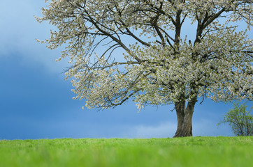 Fototapeta premium Spring cherry tree in blossom on green meadow under blue sky. Wallpaper in soft, neutral colors with space for your montage. Photo from clear, untouchable nature taken between april and may.