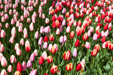 Red and pink Tulips in Keukenhof Flower Garden,The Netherlands