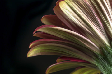 Bottom part of gerbera flower on a black background 