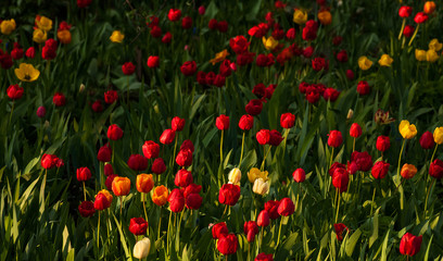 Flower tulips background. Beautiful view of red, orange and yellow tulips in the garden.	