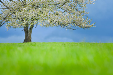 Spring cherry tree in blossom on green meadow under blue sky. Wallpaper in soft, neutral colors with space for your montage. Photo from clear, untouchable nature taken between april and may.