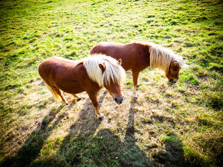 Shetlandpony auf der Wiese