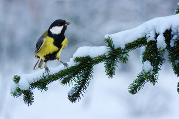 Tit sitting on spruce branches