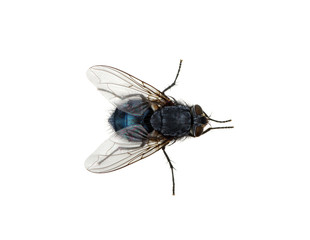 fly on a white