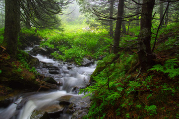 Fototapeta premium River in the woods