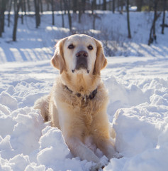Adorable golden retriever dog sitting on snow outdoor near the lake. Winter in park. Square, Copy Space.