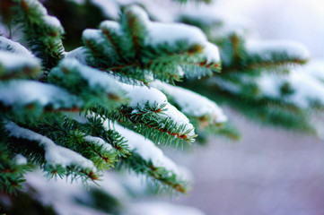 Spruce branches covered with snow