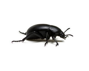 black beetle on white