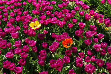 Two different  yellow and red tulips among violet ones