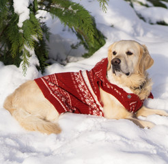 Adorable golden retriever dog wearing warm red christmas coat lie on snow. Winter in park. Square, copy space.