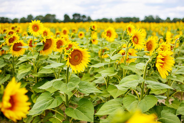 Sunflower field, Provence in southern France.