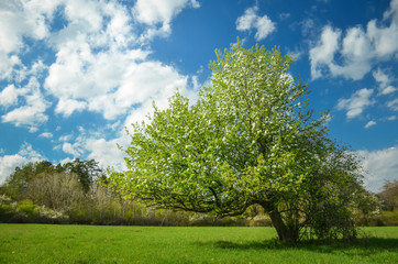 Fototapeta na wymiar Spring blossom pear tree under blue sky full of clouds. Colorful photo with space for your montage.