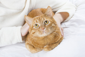 Beautiful domestic ginger orange cat Portrait looking ginger cat
