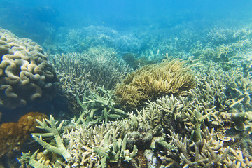 Fototapeta na wymiar QE Coral seabed