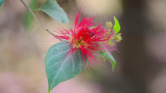Beautiful Red Flower Closeup View With Green Leaf 