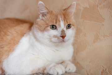 Beautiful white cat with red spots. Pussy pale yellow is and looks right. Pet well - groomed and healthy. The cat lives in the house