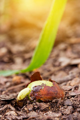 Plant growing from soil.The concept about having a new life.