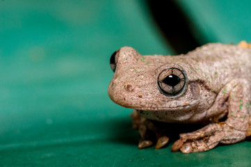 Happy frog