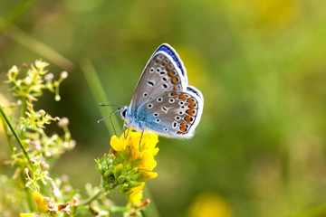 Obraz premium Colorful butterfly closeup. Blue orange gossamer-winged Polyommatus icarus on clover flower. Summer time greenery color landscape background, macro shallow depth of field