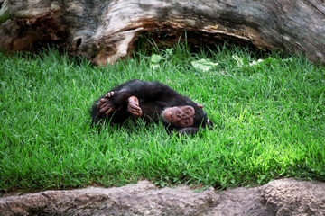 Obraz premium Monkey chimpanzee relaxing on the grass