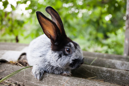 Cute rabbit funny face, fluffy gray black bunny on stone background. soft focus, shallow depth field