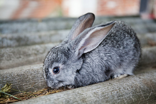 Small cute rabbit funny face, fluffy gray bunny on stone background. soft focus, shallow depth field