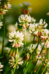Beautiful white clover on a natural background in spring