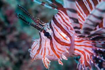 Obraz na płótnie Canvas Lion fish close-up. Sipadan. Celebes sea.