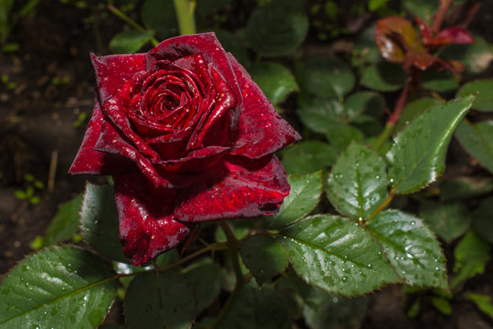 Black Rose on a bed after a rain, variety "Black baccara"