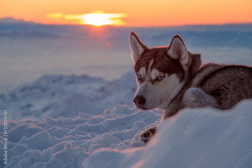 Wall mural Portrait of a husky dog on a mountain top at sunset - the Queen of the snow