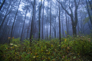 misty morning forest