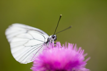 Macro of black-veined white butterfly (Aporia crataegi)