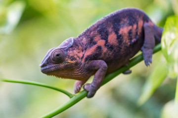 macro of panther chameleon (Furcifer pardalis)
