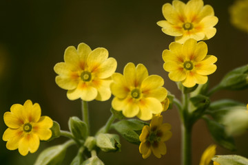 Fototapeta premium Beautiful yellow wild primulas on a natural background in spring