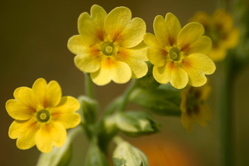 Obraz premium Beautiful yellow wild primulas on a natural background in spring
