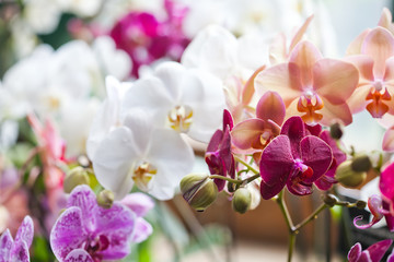 Colorful flower Orchids. Beautiful Orchidaceae Phalaenopsis pink, red, violet orchid flowers closeup. shallow depth field - obrazy, fototapety, plakaty