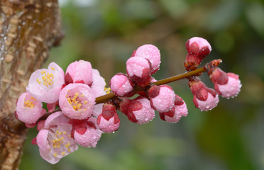 Fresh, pink, soft spring cherry tree blossoms
