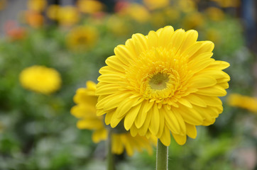 Obraz premium Gerbera flower in a garden