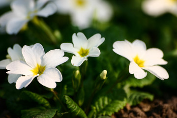 Fototapeta na wymiar Beautiful white primulas on a natural background in spring