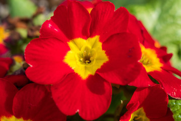 Fototapeta premium 花