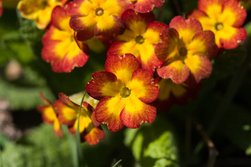 Beautiful red primulas on a natural background in spring