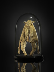 Taxidermy siamese lambs in glass cabinet