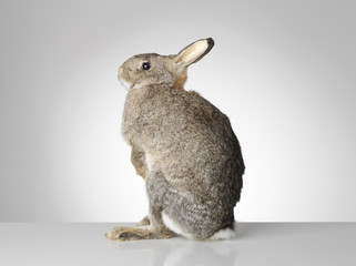Taxidermy Rabbit on grey background