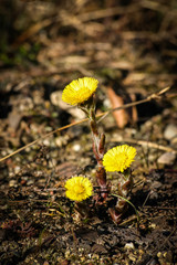 Beautiful yellow coltsfoots on a natural background in spring