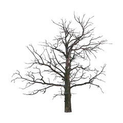 Dead tree in the winter isolated on white background