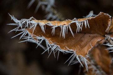 Frost macro image