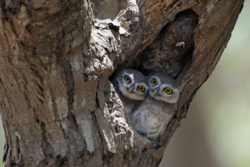 Owl, Spotted owlet (Athene brama) in tree hollow,Bird of Thailand