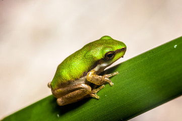 mini frog on a blade of grass