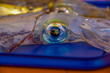 Calamari eyes